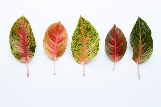Colorful Aglaonema leaves Isolated on white background