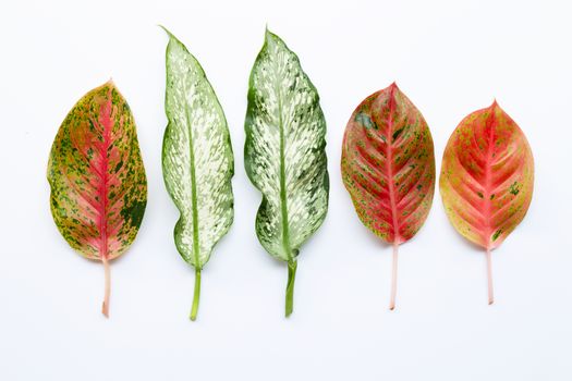 Colorful Aglaonema leaves Isolated on white background