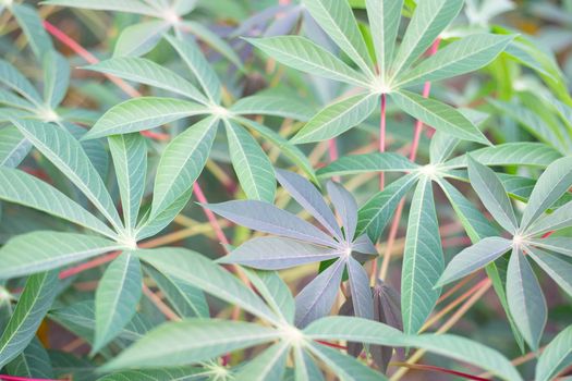 Tapioca or Cassava field,  Tropical food plant
