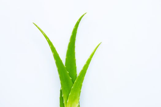 Aloe vera fresh leaves on white background.  Copy space