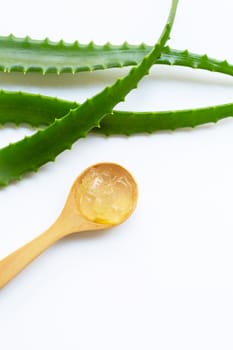 Aloe vera is a popular medicinal plant for health and beauty, on white background. Copy space