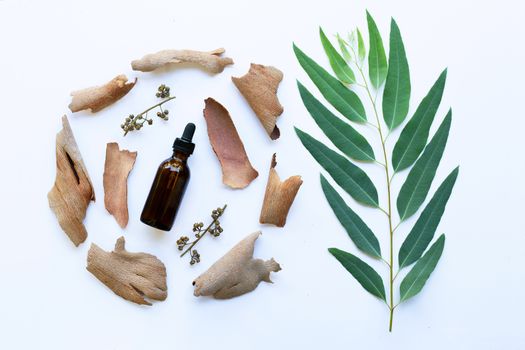 Dry eucalyptus bark , seeds with essential oil and  branch with leaves