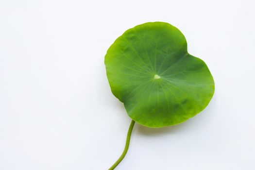 Lotus flower leaves on white background.