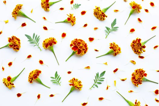 Beautiful red yellow marigold flowers on white background.