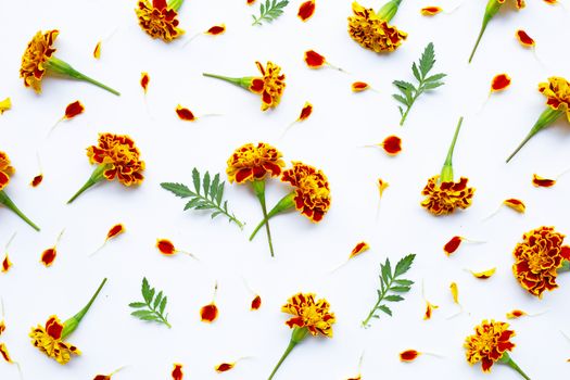 Beautiful red yellow marigold flowers on white background.