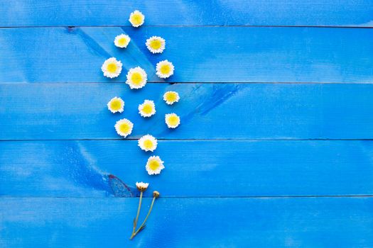 Composition of white yellow flowers. Chrysanthemums on blue wooden background