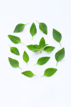 Mint leaves on white background. 