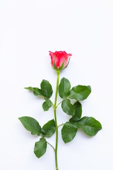 Rose on white background.