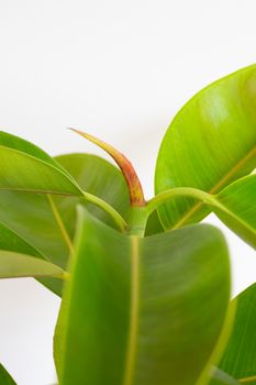 Green rubber plant leaves on white background.