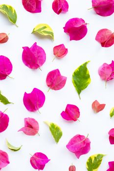 Beautiful red bougainvillea flower on white background. Top view