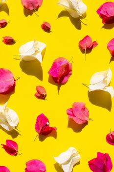 Beautiful red and white bougainvillea flower on yellow background. Top view