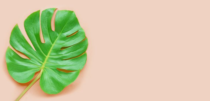 Monstera plant leaf on pink background. Copy space