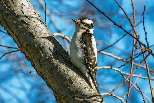 Hairy Woodpecker female perched on a plum tree branch with a blue sky background.