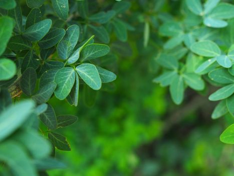 Green leaf background.