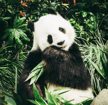 Panda is eating bamboo leaf for lunch