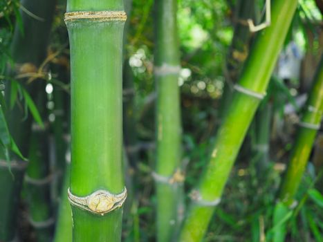 Green bamboo tree On a blurred backgroundSuitable for use as a green background or texture.