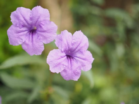 Purple flower background. Suitable as a textured background.