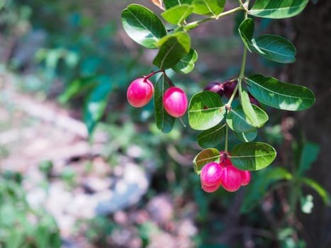 The fruit is ripening on the tree.