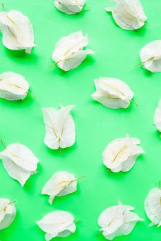 Beautiful white bougainvillea flower on green background. Top view