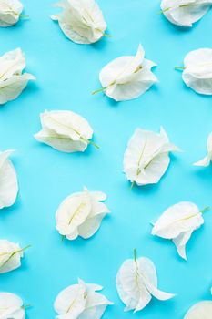 Beautiful white bougainvillea flower on blue background. Top view