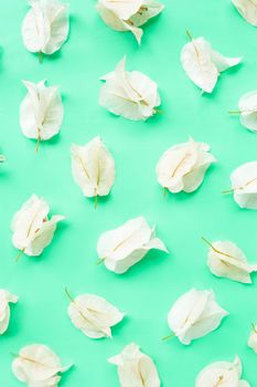 Beautiful white bougainvillea flower on green background. Top view