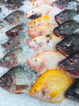 Fresh fish on ice shelf at market.