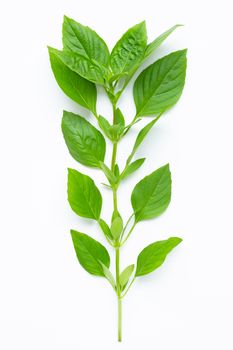 Thai Sweet Basil leaves on white background.