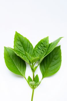 Thai Sweet Basil leaves on white background.