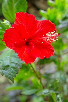 Beautiful red hibiscus flower in full bloom.