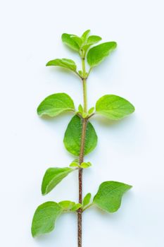 Fresh oregano leaves on white background.