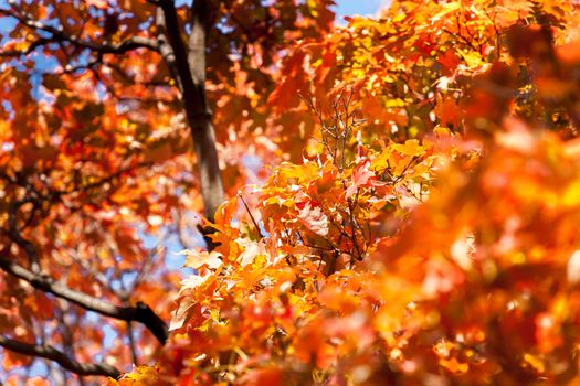 Autumn colors leaves of liquid amber tree selective focus on image center in full frame background.