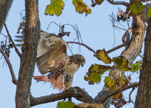 Red Tailed Hawk with squirrell.