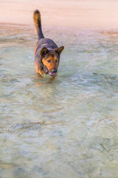 Happy dog in the sea at the beach. Summer concept