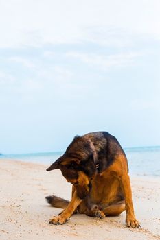 A dog  sitting on the beach. Sad concept