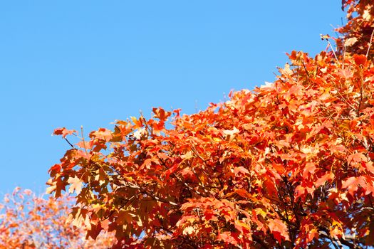 Autumn colors leaves of liquid amber tree against blue sky