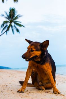 Happy dog relaxing on the beach.  Summer holidays and sea concept.