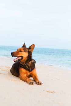 Happy dog relaxing on the beach.  Summer holidays and sea concept.