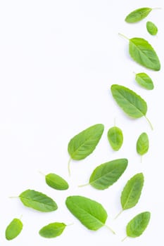 Fresh holy basil leaves on white background