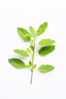 Holy basil leaves isolated on white background.