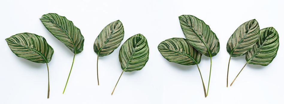 Calathea ornata leaves on white background.