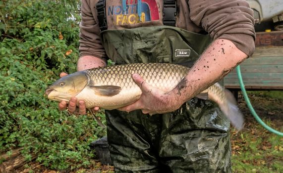 Gifhorn, Lower Saxony, Germany - November 4  2017: Fishing of the pond in Roetgesbuettel,grass carp (Ctenopharyngodon idella, white amur, chinese carp) before exposure