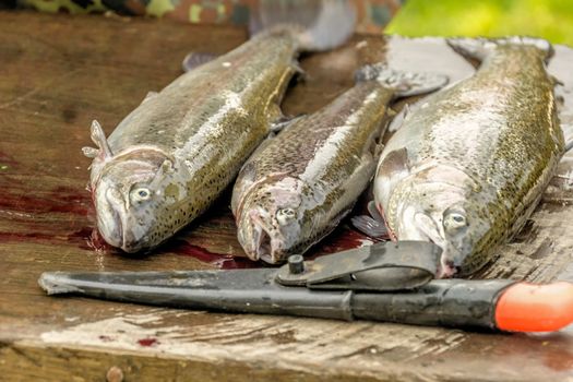 Gifhorn, Lower Saxony, Germany - November 4  2017: Fishing of the pond in Roetgesbuettel,trouts (Salmo trutta) before slaughtering for sale