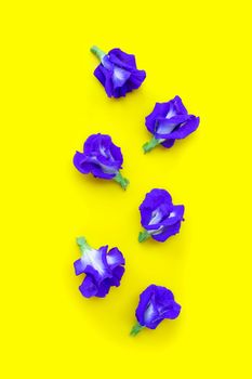 Blue butterfly pea flower on yellow background. Top view