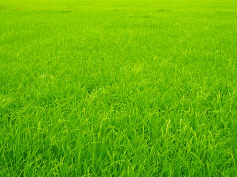 Green rice plants in the fields are growing and are about to produce products.