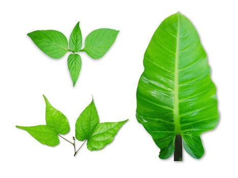 Green leaves isolated on a white background with clipping paths