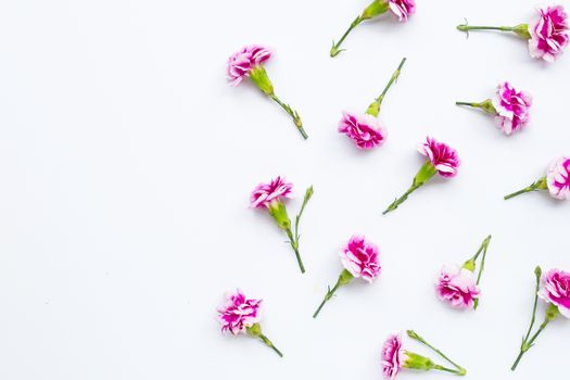 Carnation flower on white background.  Copy space
