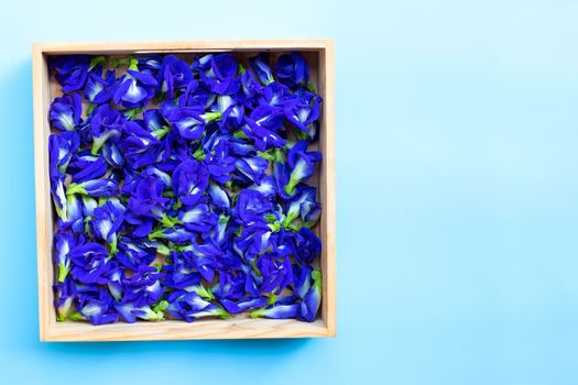 Blue butterfly pea flower on background. Copy space