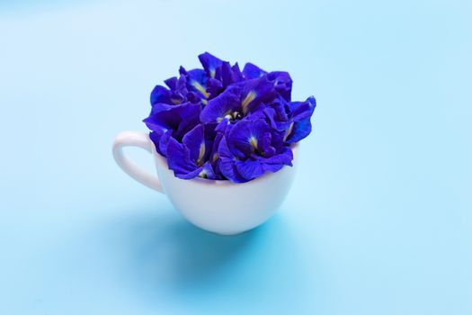 Blue butterfly pea flower in white cup on blue background.