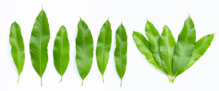 Mango leaves on white background. Top view