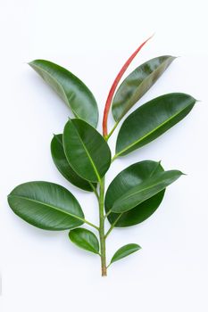 Green rubber plant leaves on white background.